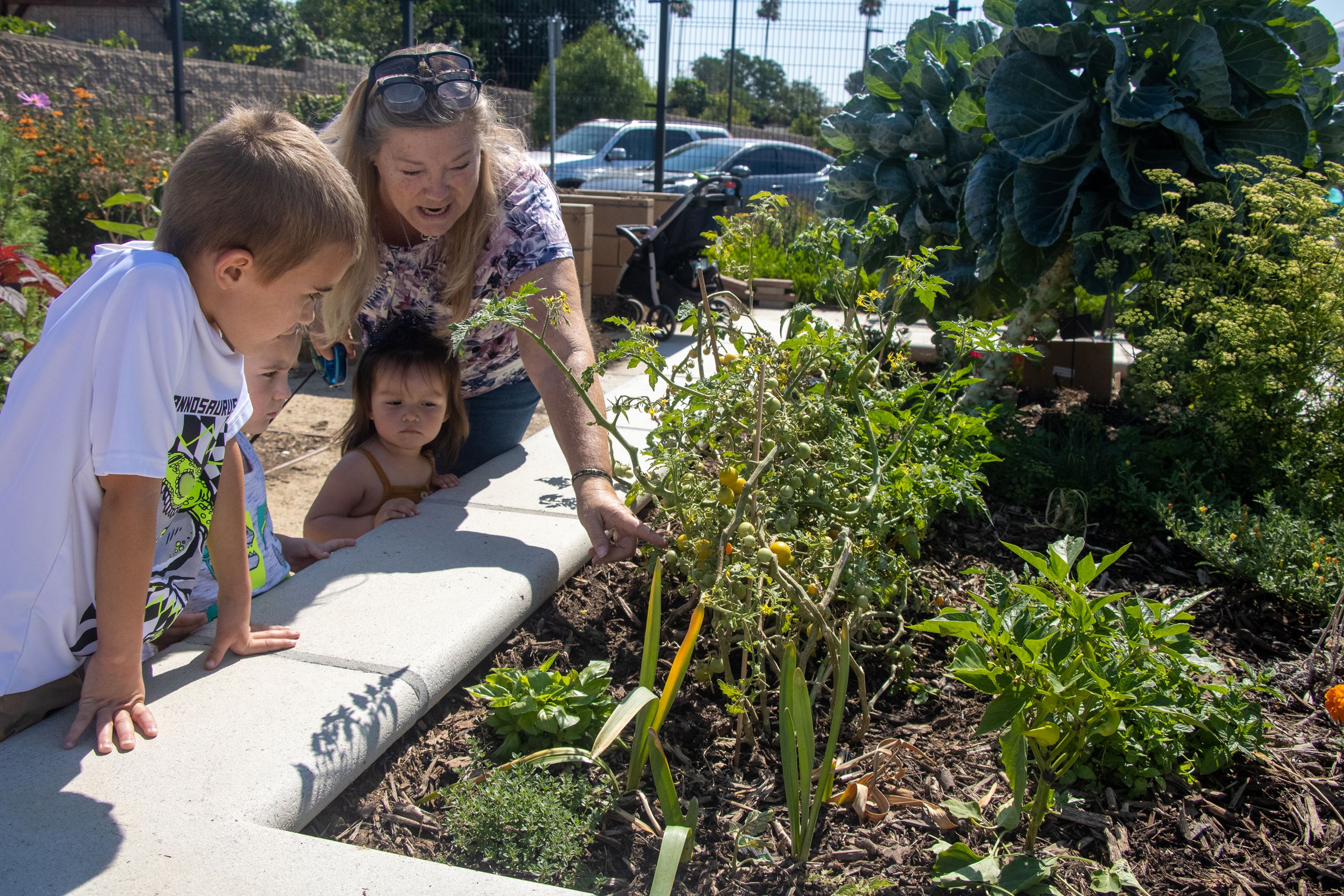 A participant and two children check out a tomato plant.